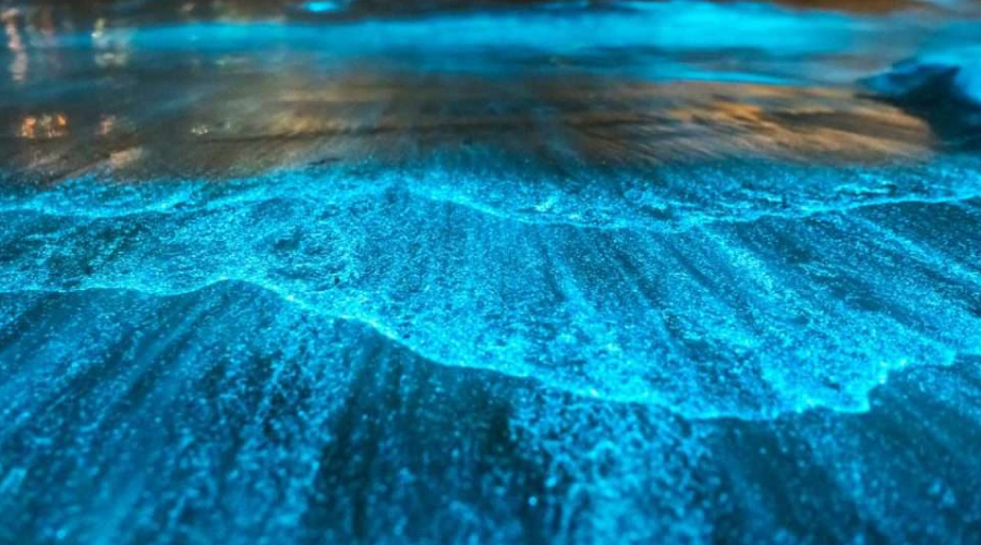 Night Kayaking in Bioluminescent Waters – Andaman's Magical Glow