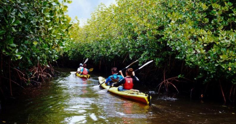 Mangrove Safari Adventures in Andaman – Explore Hidden Beauty