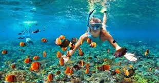 Snorkeling In Andaman 2025: A Guide For ...